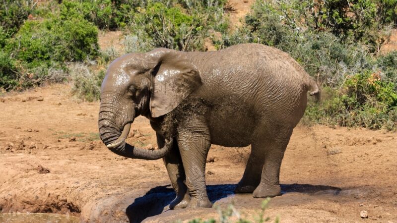 Photo mud bath